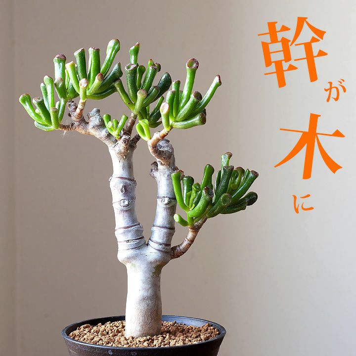 9鉢限定】クラッスラ・ゴーラム（宇宙の木）・朴 | [公式]e-花屋さん