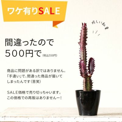 多肉植物 公式 E 花屋さん 本店