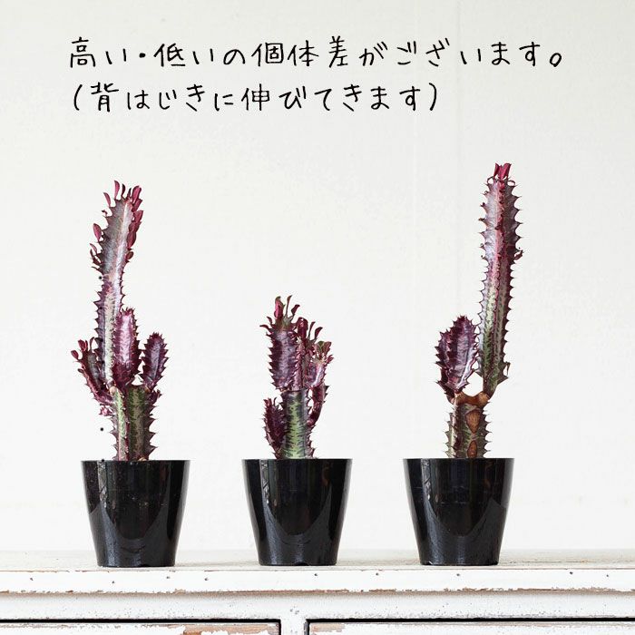 間違って仕入れたので、特別価格に!
【訳ありSALE】ユーフォルビア・紅葉彩雲閣(ベニバサイウンカク)