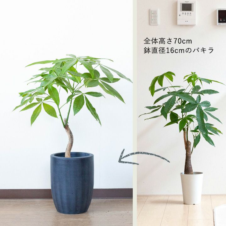 店長お勧め サイズ感goodな植木鉢 23cm 面長 Vo23 植物とは同梱不可 公式 E 花屋さん