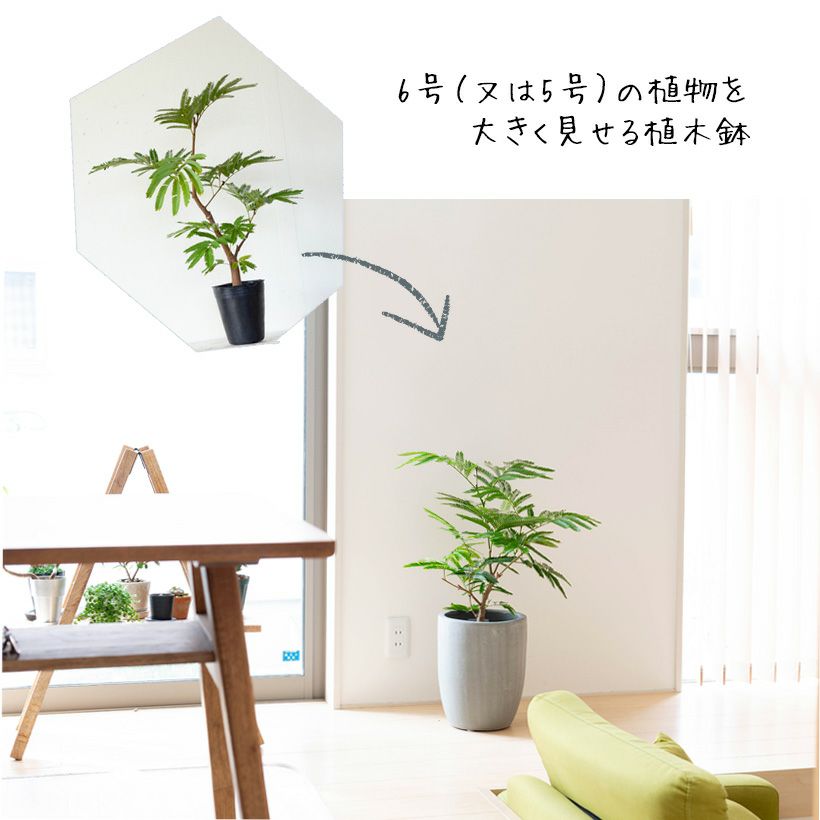 5号~6号の観葉植物に