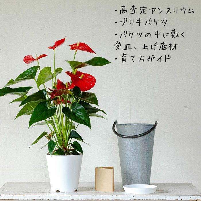 アンスリウム バンビーノレッド 赤が長持ちする品種です 公式 E 花屋さん アンスリウム バンビーノレッド 赤が長持ちする品種です 公式 E 花屋さん