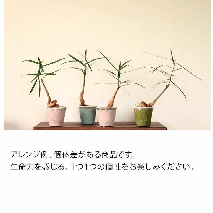 ボトルツリー（ブラキキトン）の通販｜育て方付き