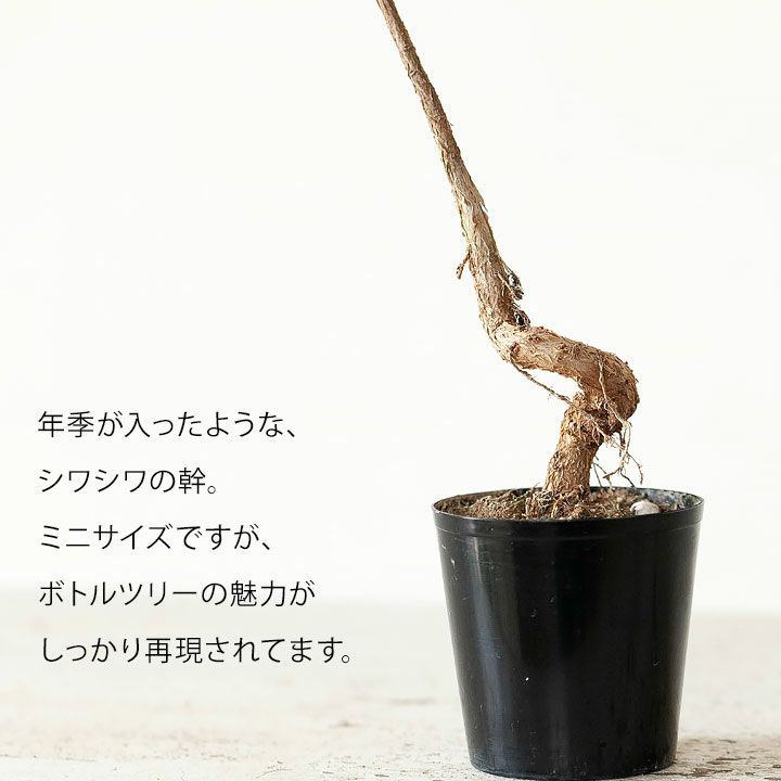 ボトルツリー（ブラキキトン）の通販｜育て方付き