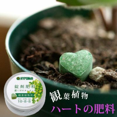 ハートの肥料（観葉植物向け）