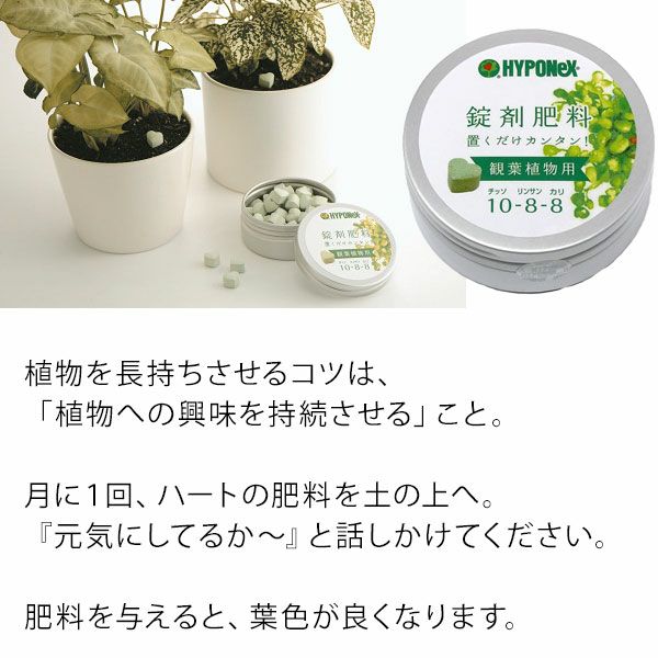 ハートの肥料 観葉植物向け 公式 E 花屋さん