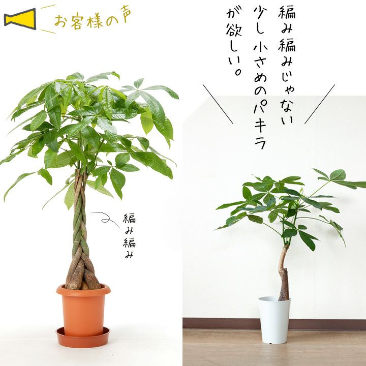 ❤❤縁起物　パキラ　長さ鉢のままは応相談!!!❤❤ ❤❤縁起物 パキラ 長さ鉢のままは応相談!!!❤❤ パキラ