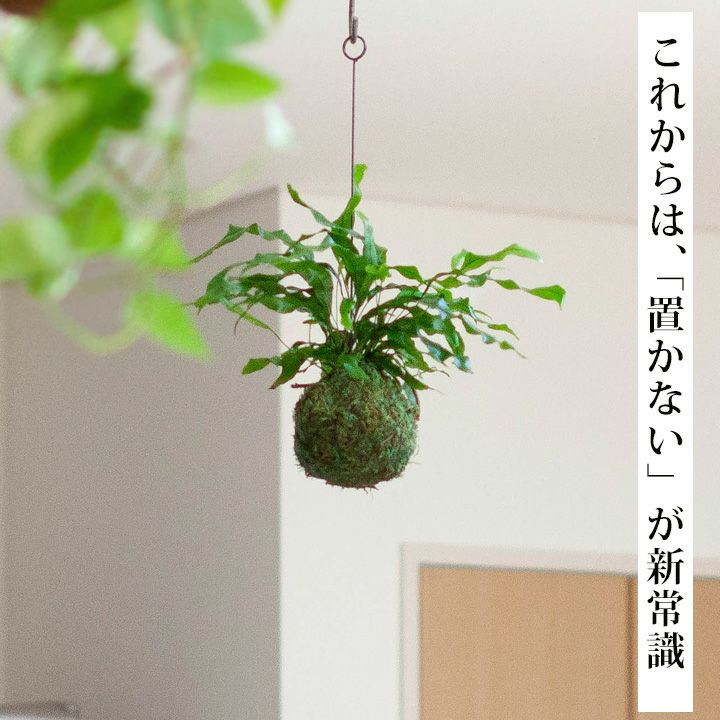 カンガルーファン(ミクロソリウム）の苔玉 | [公式]e-花屋さん