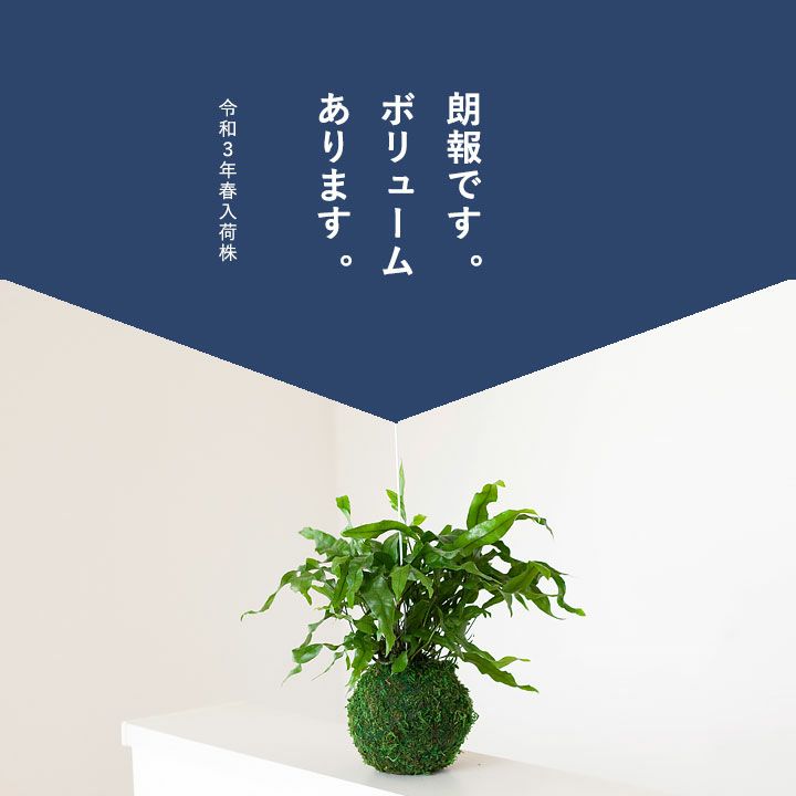 吊るす植物