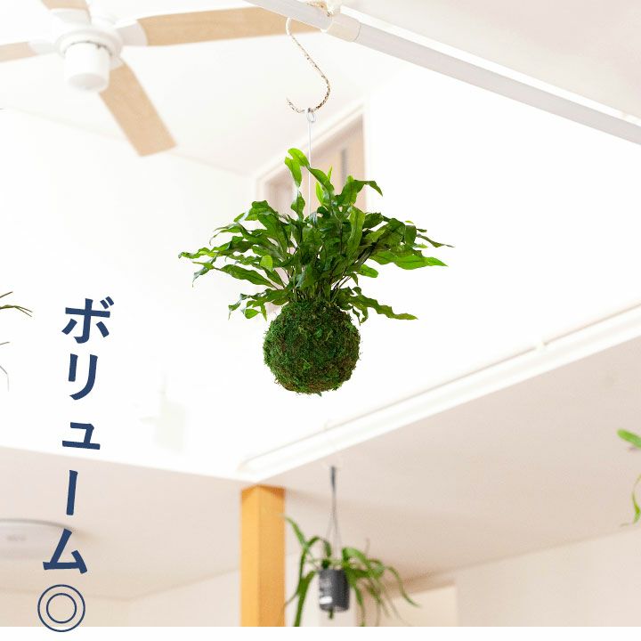 吊るす植物