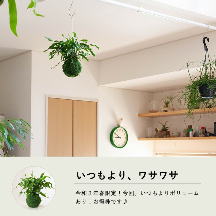 吊るす植物