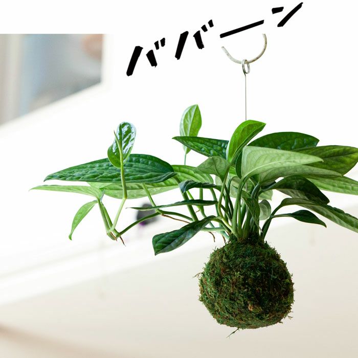 送料無料】モンステラ・ジェイドシャトルコックの苔玉 | [公式]e-花屋さん