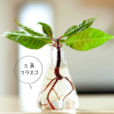 花瓶・フラワーベース｜おしゃれで使いやすい15選：e-花屋さん