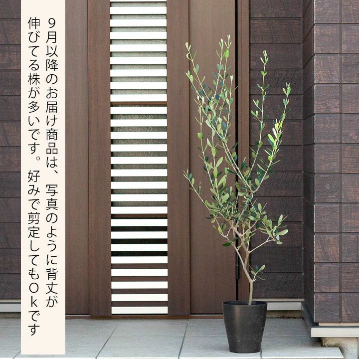 オリーブの木ルッカ｜素敵な樹形！育て方（剪定・耐寒性）付きe花屋