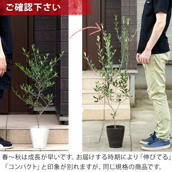 オリーブの木ルッカ｜素敵な樹形！育て方（剪定・耐寒性）付きe花屋