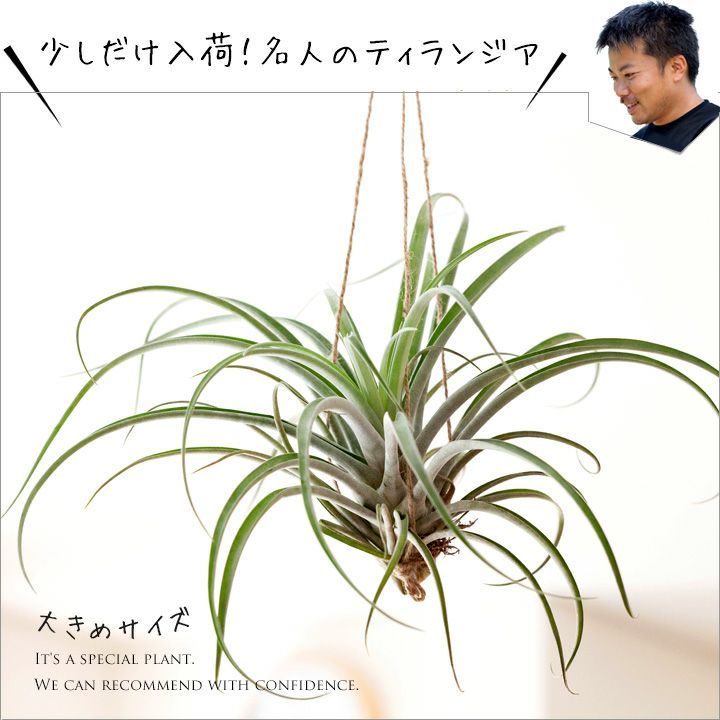 エアープランツ　ペイラノイ 大きいから開花も期待！エアープランツ