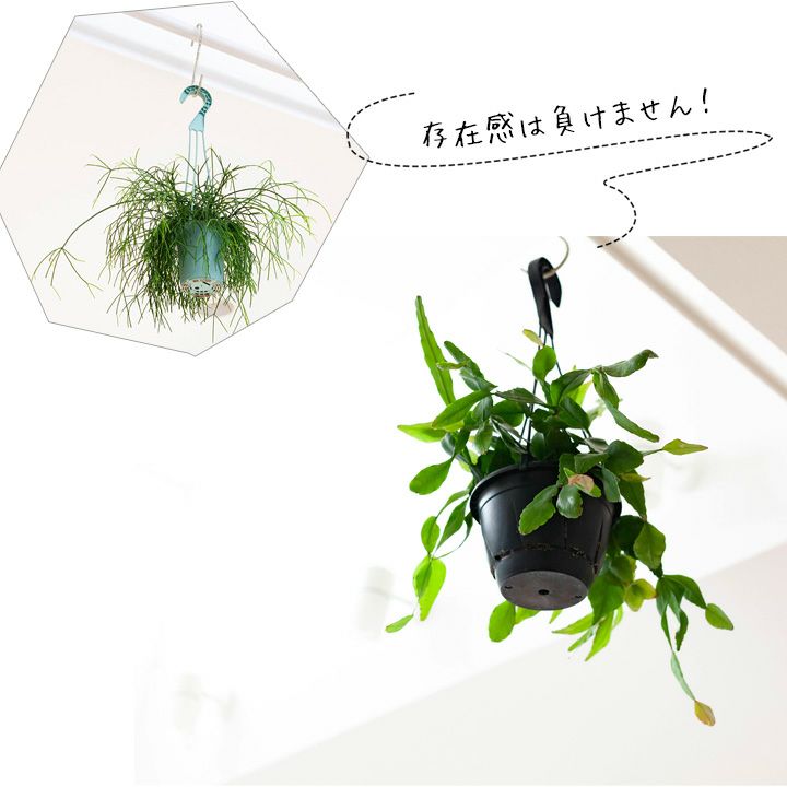 リプサリスエリプティカ｜シャコバサボテン似の観葉植物e-花屋