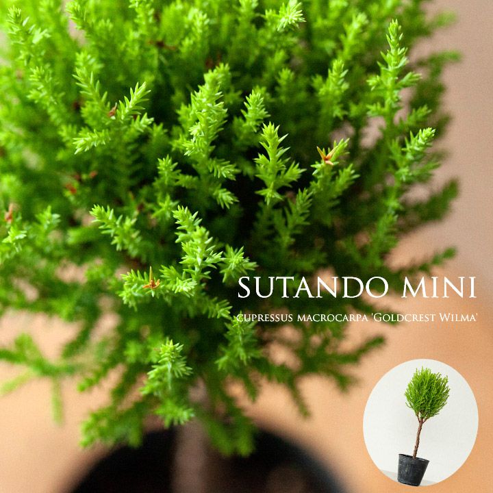 ゴールドクレスト ウィルマ のスタンド仕立て 公式 E 花屋さん ゴールドクレスト ウィルマ のスタンド仕立て 公式 E 花屋さん