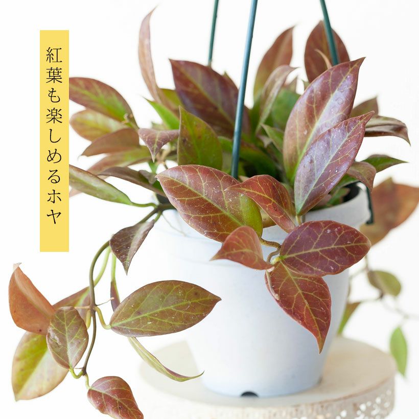 観葉植物『ホヤ』カルノーサ他21種！花、育て方｜サクララン属
