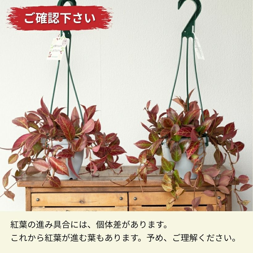 2/3～のお届け】ホヤ・オブスクラ吊り鉢仕立て | [公式]e-花屋さん