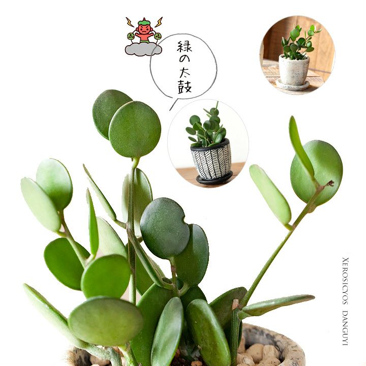 グリーンドラム（緑の太鼓）観葉植物の感覚で育てれる多肉植物e-花屋さん