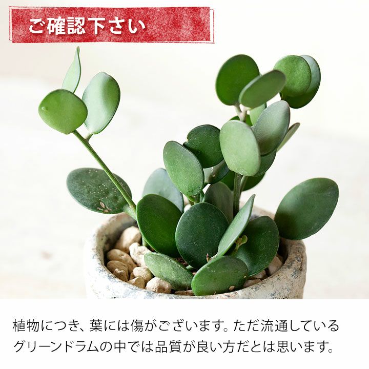 グリーンドラム（緑の太鼓）観葉植物の感覚で育てれる多肉植物e-花屋さん