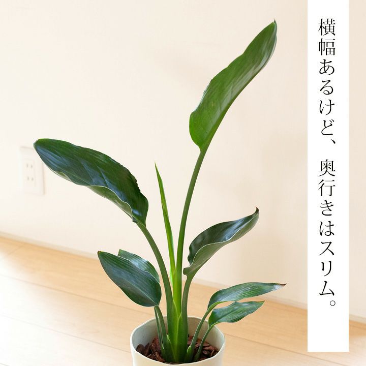 送料込みです 但し他商品と同梱不可 ストレチア レギネ 公式 E 花屋さん 送料込みです 但し他商品と同梱不可 ストレチア レギネ 公式 E 花屋さん