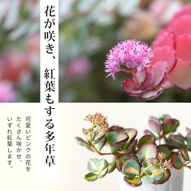 花が咲き 紅葉する 斑入りミセバヤ 公式 E 花屋さん