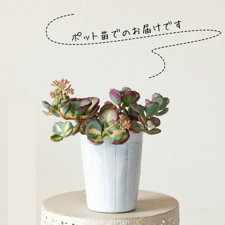 ✡斑入りミセバヤ カット苗 多肉植物 Amazon｜斑入りミセバヤ 希少 多肉植物 セダム インテリア