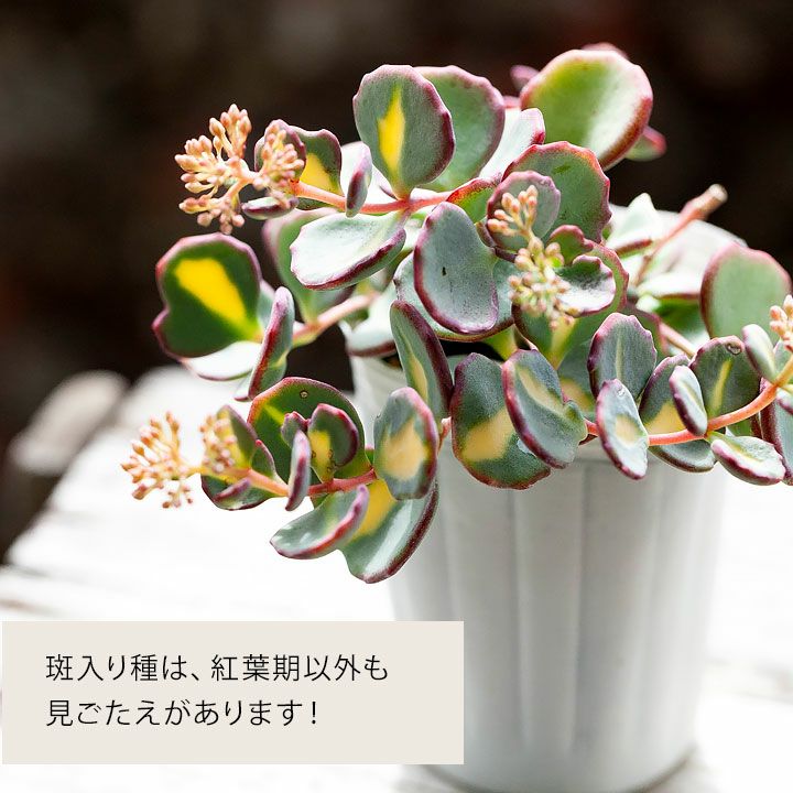花が咲き 紅葉する 斑入りミセバヤ 公式 E 花屋さん