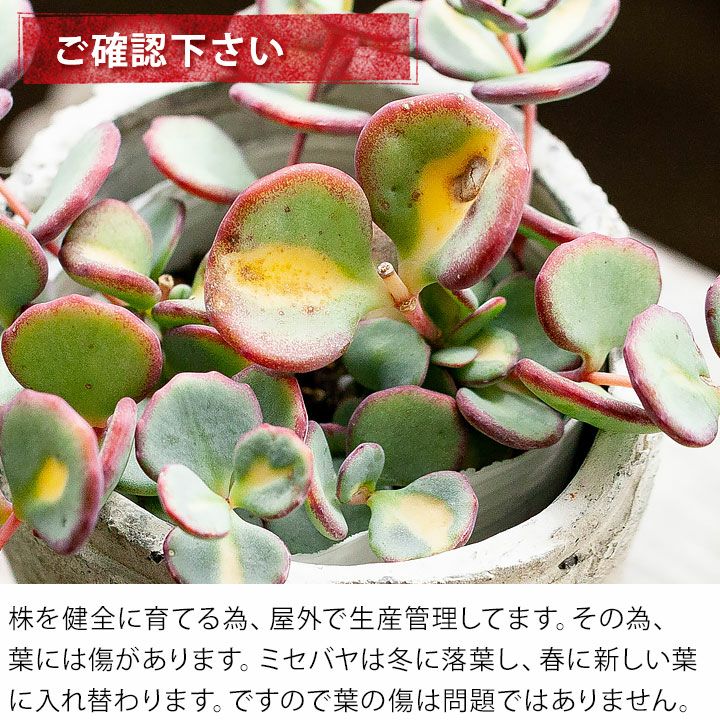 斑入りミセバヤ｜花が咲き、落葉して冬越し。育て方付きで安心e-花屋