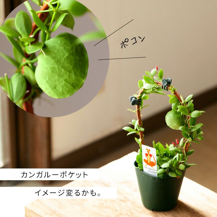 国産のディスキディア カンガルーポケット 販売は秋 予約受付