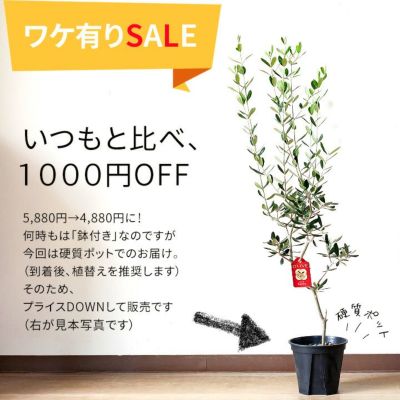 SALE！硬質ポットでのお届けになります】オリーブの木