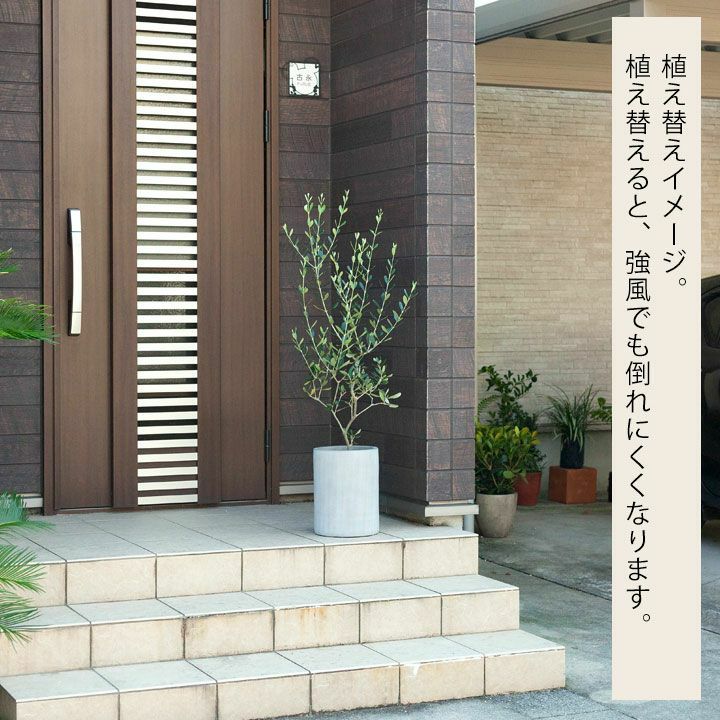 SALE！硬質ポット】オリーブの木