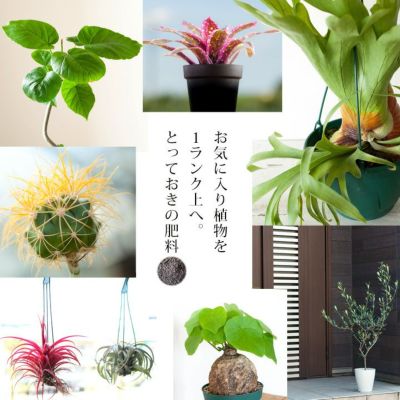根の量が増え 株に勢いがつく肥料 ザ コンポスト 公式 E 花屋さん 根の量が増え 株に勢いがつく肥料 ザ コンポスト 公式 E 花屋さん