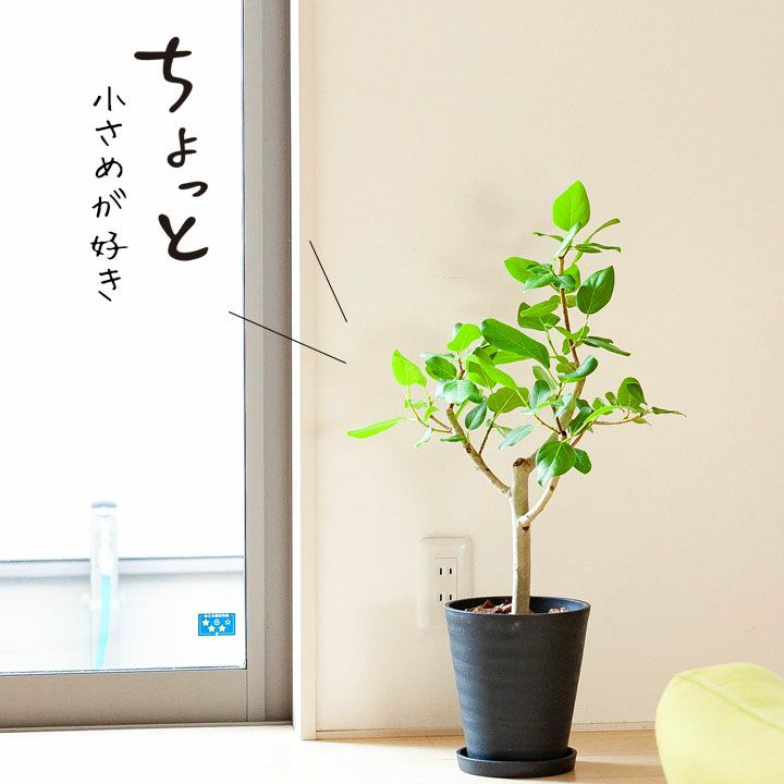 ベンガルゴム 花言葉 長寿 育て方付き