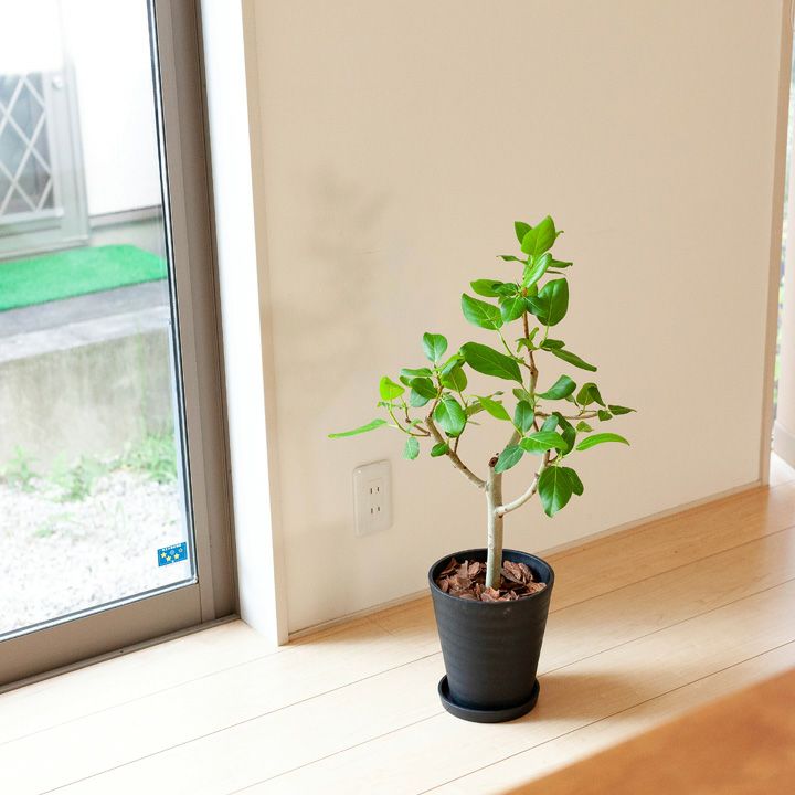 ベンガルゴム 花言葉 長寿 育て方付き
