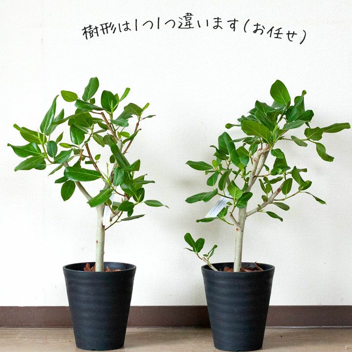 ベンガルゴム 花言葉 長寿 育て方付き