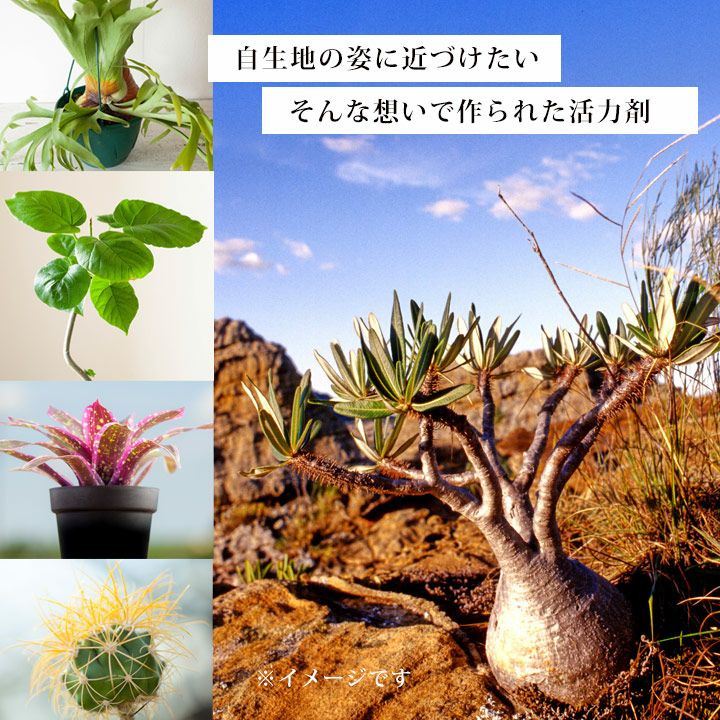 送料込み 植物の根を活性化させる活力剤 ブラックウォーター 公式 E 花屋さん