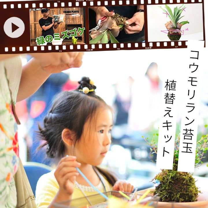 Let S 園芸教室 コウモリラン苔玉 植え替えキット 動画配信チケット付き 公式 E 花屋さん