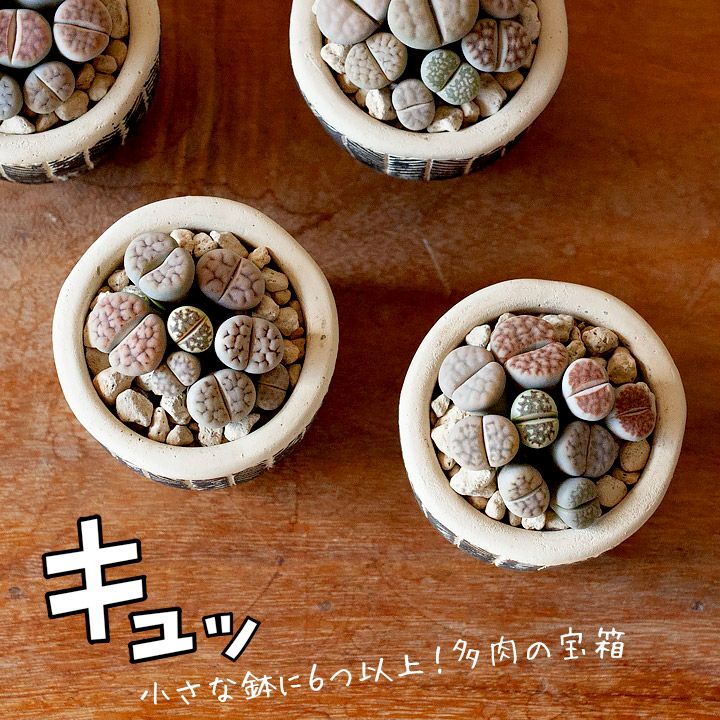 リトープスの寄せ植え鉢|花が咲き脱皮する季節変化が面白い多肉