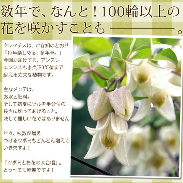 冬咲きクレマチス アンスンエンシス 育て方付き 予約受付 E花屋