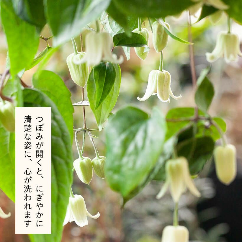 冬咲きクレマチス アンスンエンシス 育て方付き 予約受付 E花屋