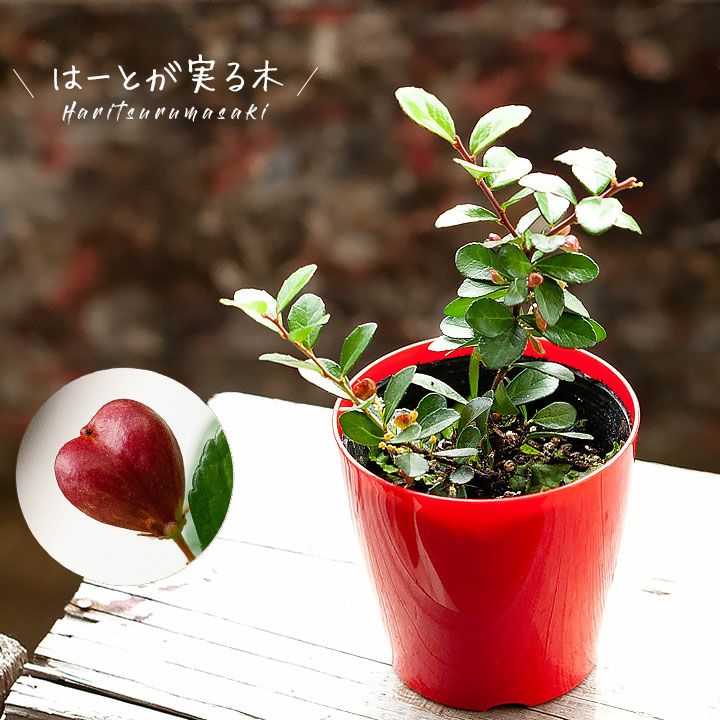 ハートが実る木 ハリツルマサキ 公式 E 花屋さん ハートが実る木 ハリツルマサキ 公式 E 花屋さん