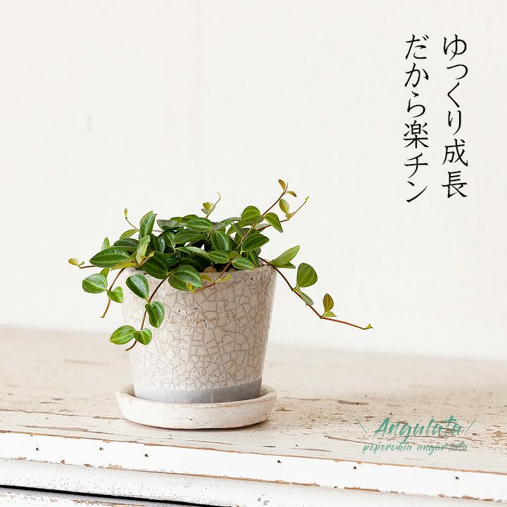 ペペロミア アングラータを貫入陶器鉢で 公式 E 花屋さん ペペロミア アングラータを貫入陶器鉢で 公式 E 花屋さん