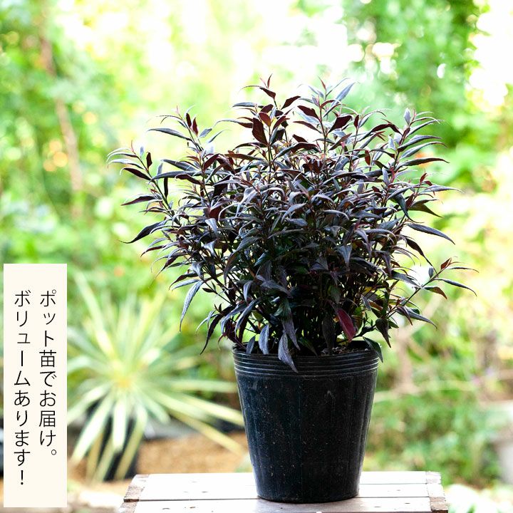 ストロビランテス ブルネッティー ボリューム6号pot 公式 E 花屋さん