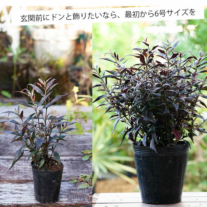 ストロビランテス ブルネッティー 6号pot 公式 E 花屋さん