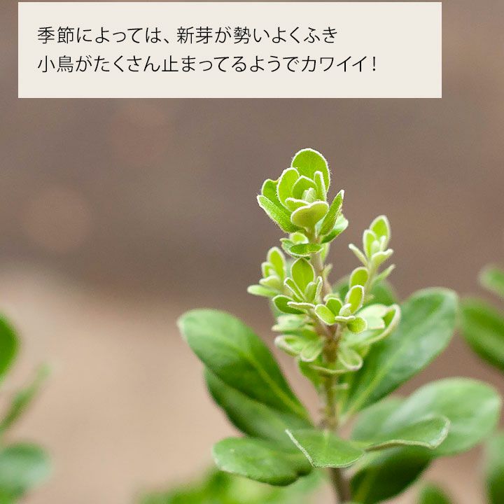 育てやすい、人気の屋外観葉植物。数量限定!
ピットスポルム・クラッシフォリウム「6号POT」