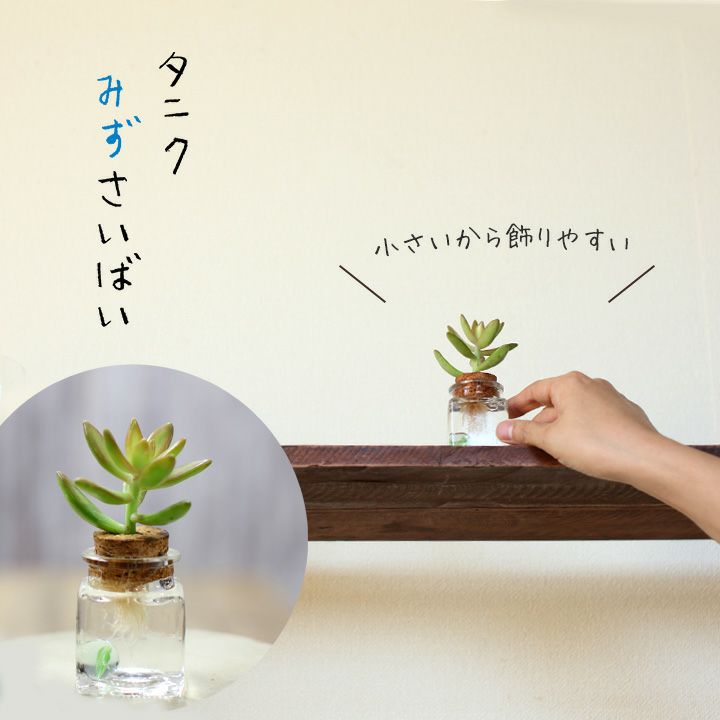 美しい観葉植物ポトスエンジョイスクエア陶器鉢【ミニ観葉植物/モダン/インテリア/新築祝/開店祝】【スタイリッシュお誕生日祝い】