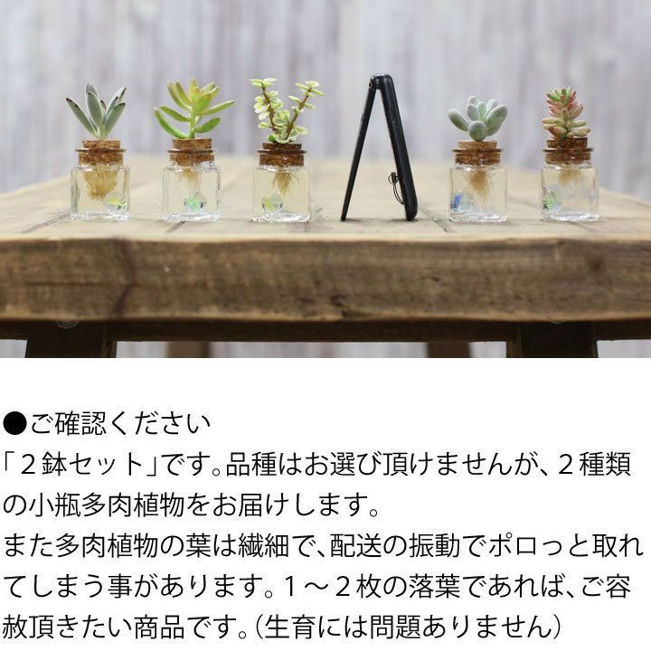多肉植物の水耕栽培 ハイドロより簡単 カワイイ容器に根を入れて